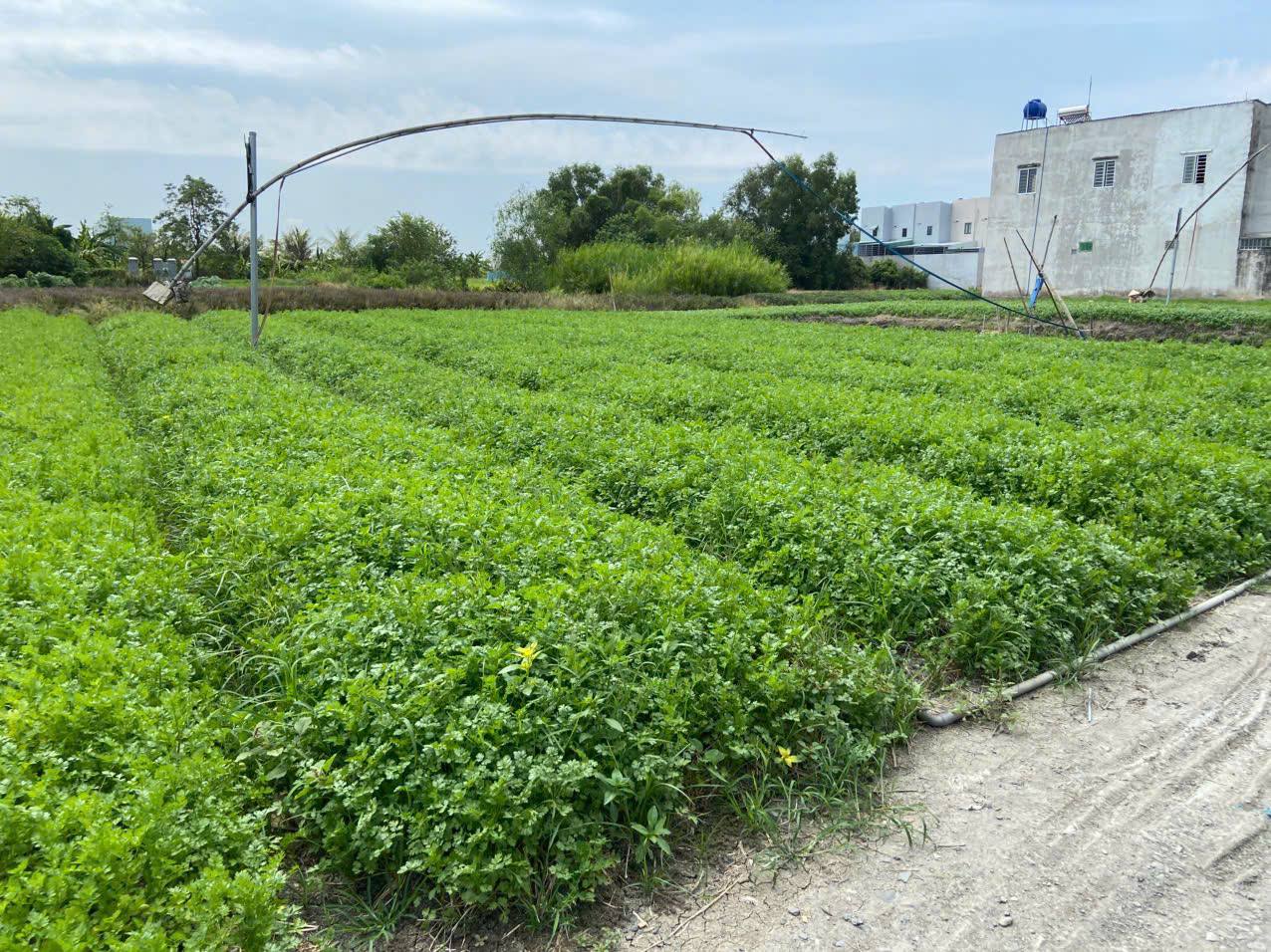 Bán đất vườn tại ấp Tân Điền xã Long Thượng huyện Cần Giuộc, giáp với TPHCM - Ảnh 3